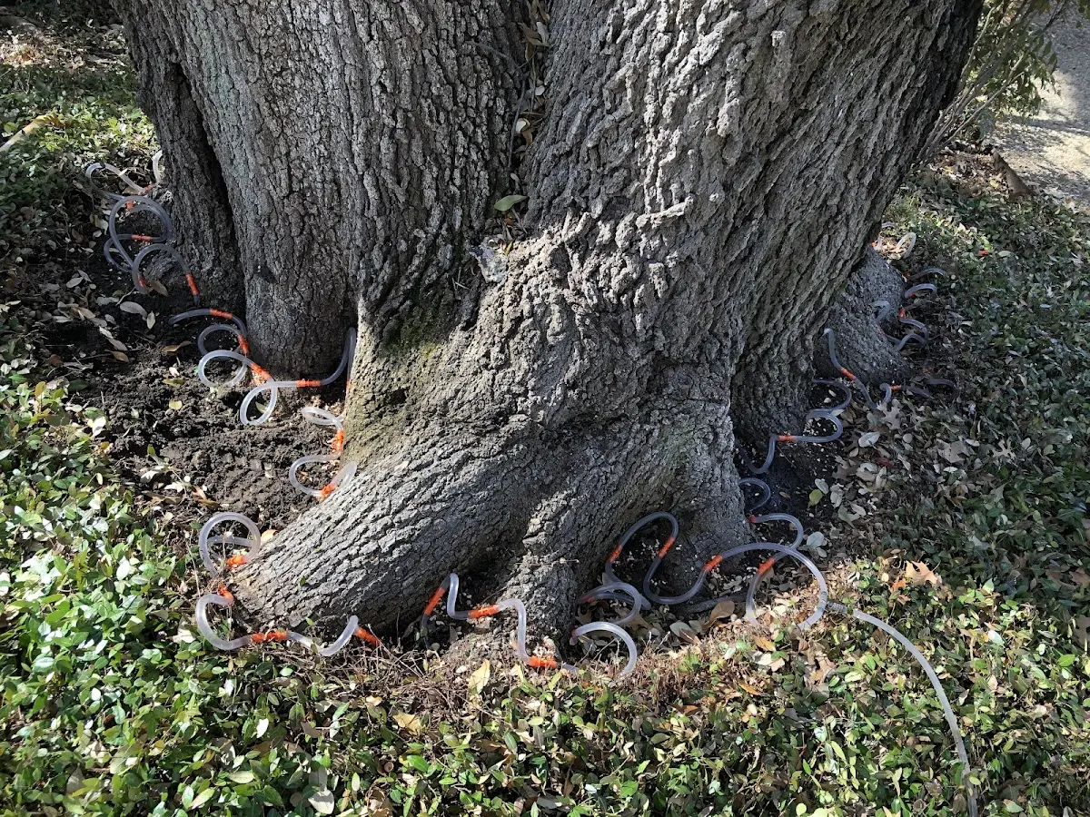 Detailed Tree Cabling and Bracing job site in Fort Lawn