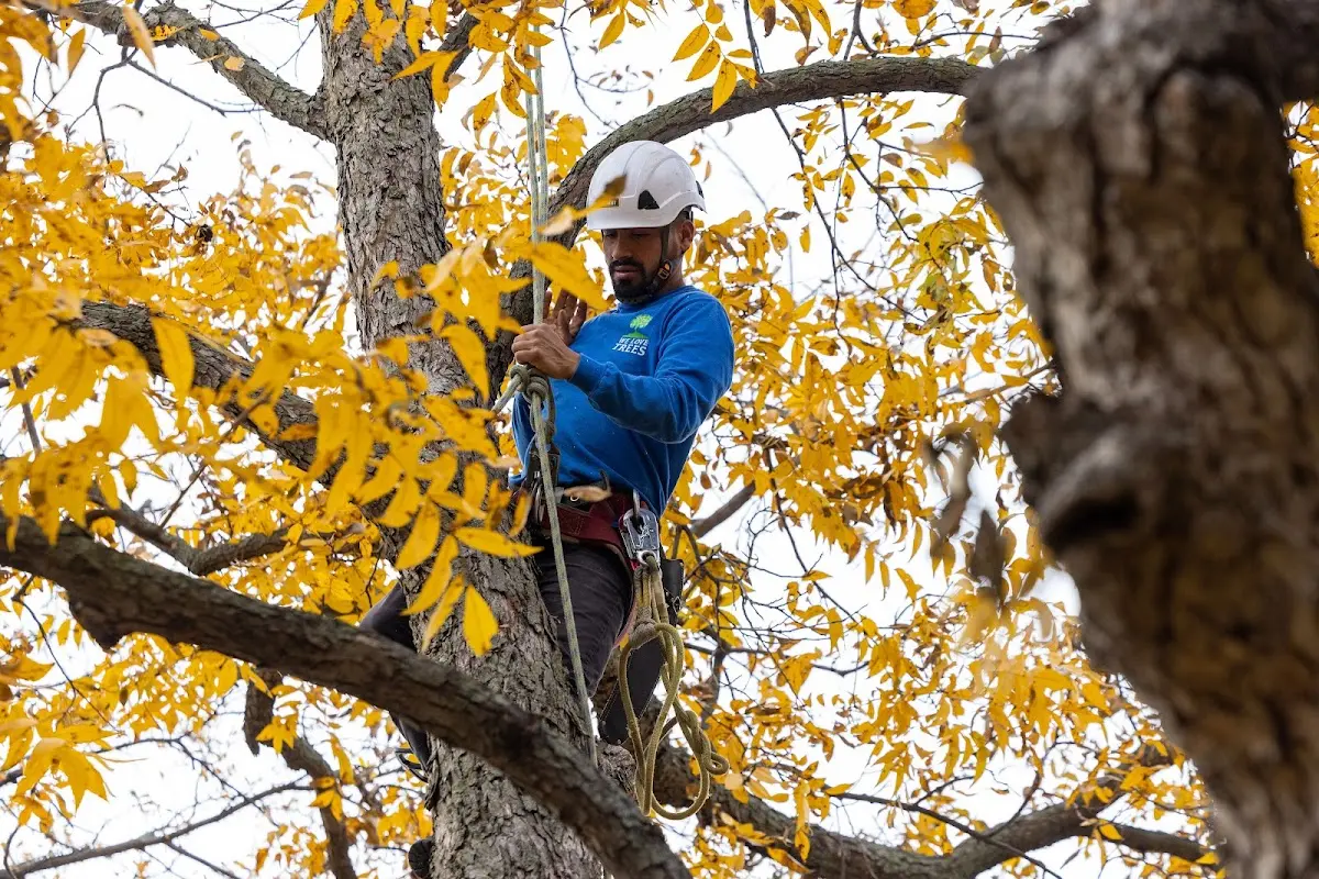 Skilled Tree Pruning crew working in Fort Lawn