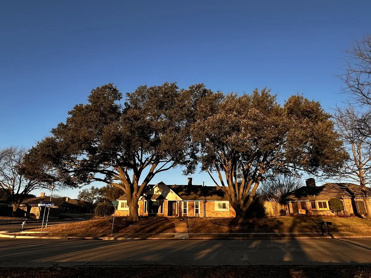 Established residential canopy tree shading a home in Fort Lawn